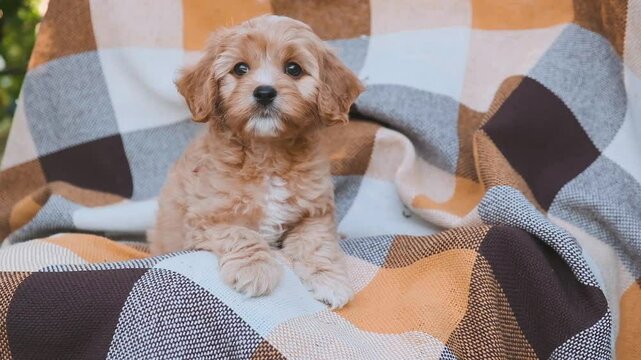 Cute puppy dog Cavapoo or Maltipoo is sitting on a cozy plaid blanket.