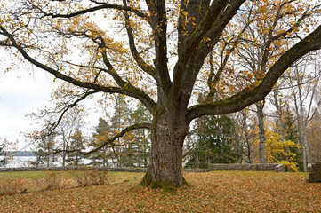 Fototapeta premium a majestic tree in late autumn, its thick branches reaching out widely with a sparse covering of golden and brown leaves