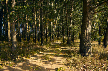 Obraz premium In the deciduous forest, among the trunks of large trees, a forest road winds deep, dusted with fallen leaves in places, autumn has begun and the leaves have just begun to turn yellow and fall off