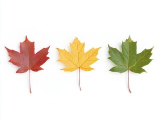 Fototapeta premium Maple autumn leaves of different colors on a light background.