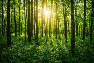 Obraz premium Beautiful green forest.