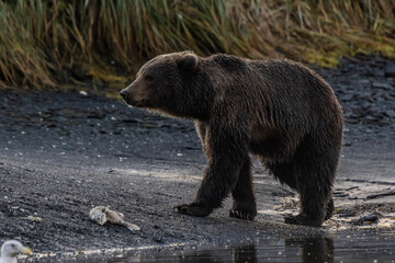 brown bear in the wild
