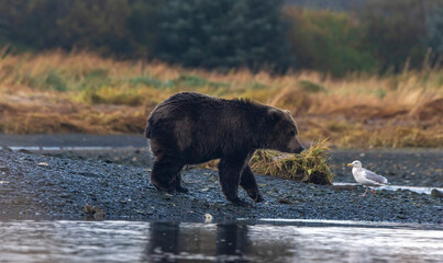 kodiak brown bear