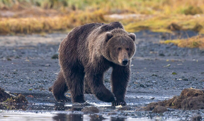 brown bear in the woods