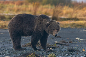brown bear in the woods
