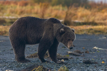 brown bear in the wild