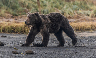 Brown bear charging