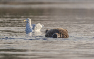 Brown bear and gull