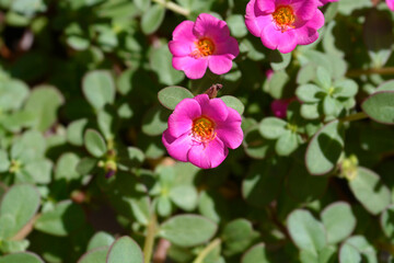 Naklejka premium Moss-rose purslane flowers