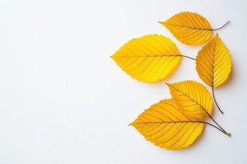 Fototapeta premium Autumn season. Three yellow leaves isolated on a white background.