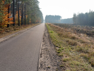 Asphalt road leading into the forest. Season: autumn.
