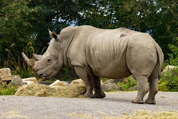 Fototapeta premium Rhinoceros in a wildlife park