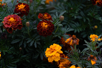 Vibrant marigold flowers in bloom, displaying shades of deep red and bright orange with lush green foliage in a garden setting.