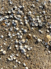 Seashells spread on the sandy beach.