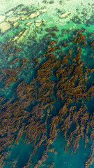 Kelps forest in Strait of Magellan