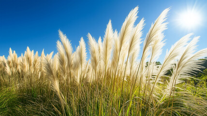 Obraz premium 日差しを浴びる広大なススキの野原