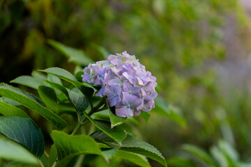 Close-up of a purple hydrangea bloom surrounded by green leaves, showcasing its delicate petals and natural beauty.