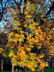 autumn trees in park