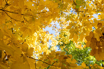 Bright yellow horse chestnut leaves fill the frame, capturing the vibrant colors of autumn against a clear blue sky.