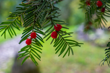 Close-up of yew tree branches with bright red berries against a blurred green background in a natural setting.