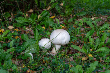 Two white mushrooms growing amidst green foliage and fallen leaves in a natural woodland setting.