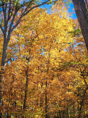 Obraz premium autumn leaves in a park