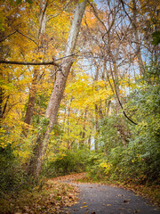 autumn leaves in a park