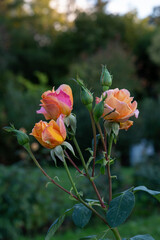 Close-up of a blooming rose with orange and pink petals, set against a green blurred background. The rose buds are in various stages of blooming.