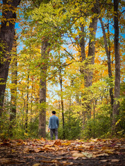 autumn leaves in a park