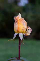 Close-up of a single orange rose bud with slightly withered petals and dew drops, set against a blurred green background.