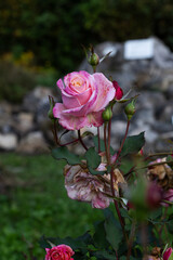 A blooming pink rose with surrounding buds in a garden, showcasing fresh petals alongside withered flowers against a blurred green and rocky backdrop.