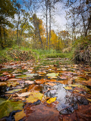 autumn leaves in a park