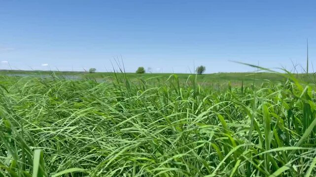 Summerday landscape with bright blue sky and green grass waving in the wind