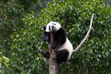 Happy Little Panda sleeping on the High Tree, Wolong, China
