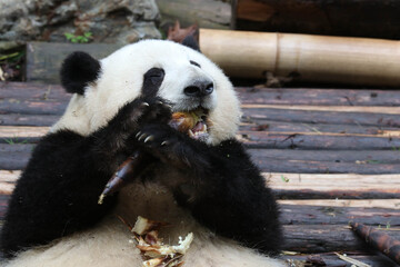 Happy Fluffy Female panda, He Hua aka Hua Hua , Chengdu Panda Base
