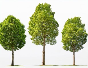 Obraz premium set of three large sycamore platanus trees displayed against a clean white background for graphic design or nature projects