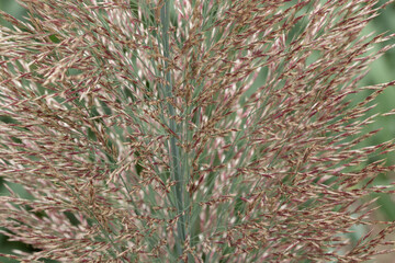 Close up dried grass , Panicum virgatum Dallas Blues, in the park