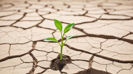 Cracked earth in the desert