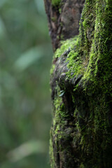Fresh Green Moss on the Tree's bark