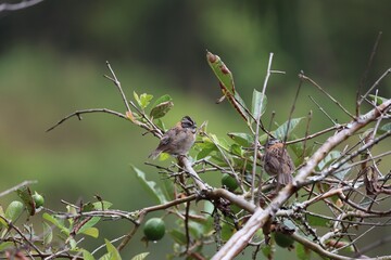 Birds perched on branch