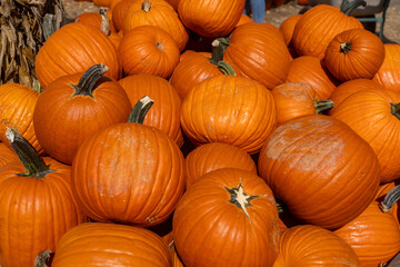 pumpkins on the market
