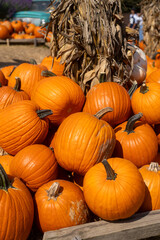 pumpkin on the market