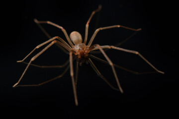 Closeup picture of a male of the Mediterranean recluse spider Loxosceles rufescens (Araneae: Sicariidae), a medically important spider with cytotoxic venom photographed on black background.