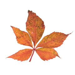 Red autumn leaf wild grape isolated on white background