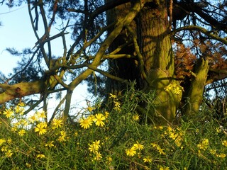 Yellow wildflowers beneath a tree in sunlight
