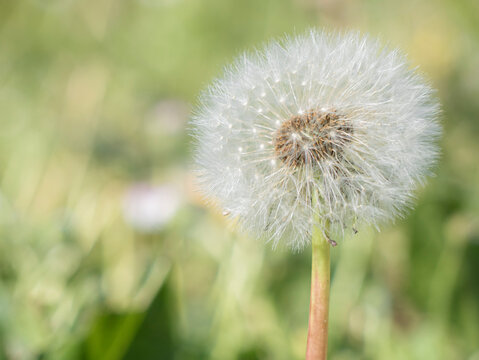 Macro view of a dried dandelion (Taraxacum officinale) with the receptacle and a mantle of cypselas forming a beautiful white hair, surrounded by flowers and garden grass