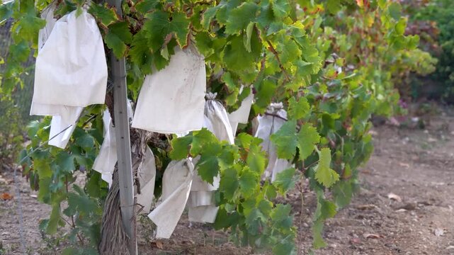 Sweet grapes protected in paper bags ripening on the vineyard. Real time video.