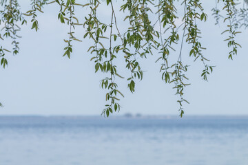 Weeping willow branches hanging over tranquil lake on a hazy day