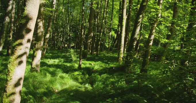 Lush green forest bathed in sunlight with tall trees casting intricate shadow patterns on soft grass floor.
