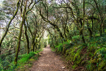 Ancient oak forest of Bussaco, in Luso, Aveiro in Portugal. Trail between trees. Stairs in forest. Forest footpath.